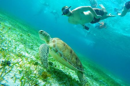 Starfish, Stingrays and the Turtle Bay Snorkeling Tour