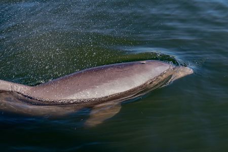 National Park Pedal Kayak Tours in New Smyrna Beach