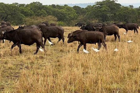 3-Day Masai Mara Safari Jeep Tour