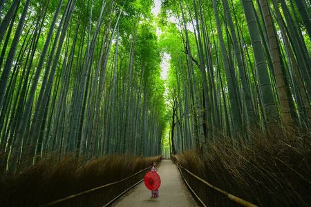 Kyoto Arashiyama Bamboo, Temple, Monkeys & Local Mountain Brewery