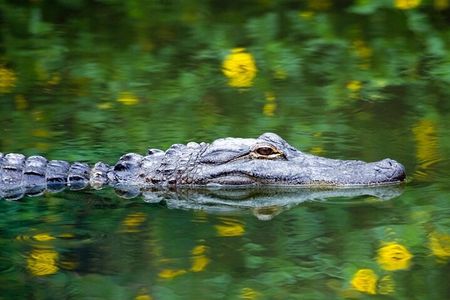 Everglades Small Group Express from Fort Lauderdale +Airboat Ride
