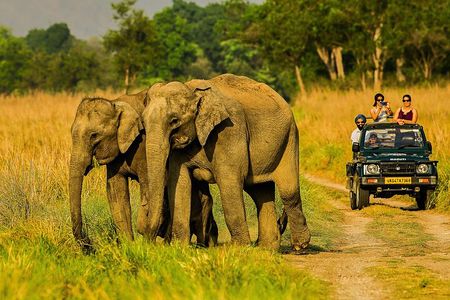 Jim Corbett Jeep Safari - Wildlife Adventure in National Park