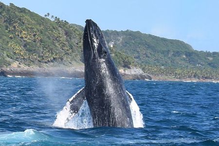 Whales Watching Half Day Experience