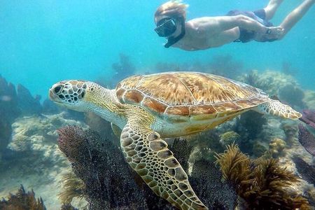 Biologist Owned & Operated: Dolphin Watching & Guided Snorkeling