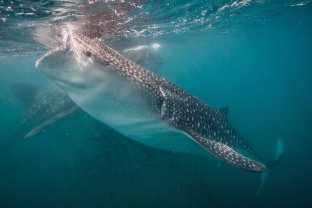 Whale Shark Swimming Adventure: Small Group with Marine Biologist