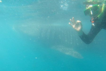 Whale Shark Swimming Adventure: Small Group with Marine Biologist