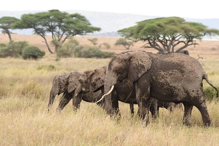 7 Days Elephant Safari Experience in Arusha