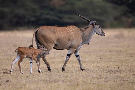 Off the Beaten Track Safari in Arusha Tanzania