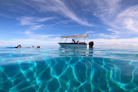 3h dolphin and snorkeling tour in a wild lagoon with Mobydick
