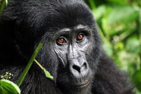 Gorilla Trekking Adventure - A Day trip (Only transfer)