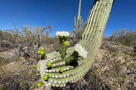 Saguaro National Park Guided Hikes