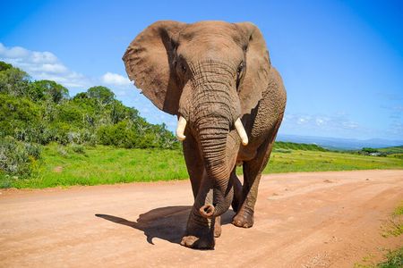 Schotia Game Reserve Tour with Port Pickup, Next to Addo Park