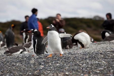 Ushuaia: Beagle Walk Among Penguins Navigation to Isla de Lobos