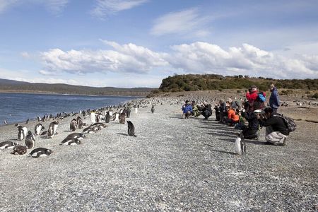 Ushuaia : Hammer Island Hike among Penguins Navigation Wolves