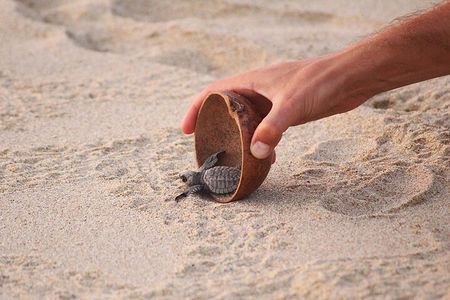 Baby Turtle Release Tour + Pick up + Courtesy in Puerto Escondido!