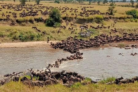 3 Day Private 4x4 Jeep Tour in Masai Mara Safari