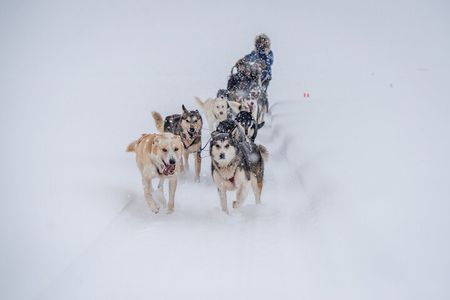 Sled Dog Sampler Ride in Fairbanks