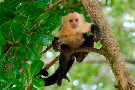 Locally Guided Tambopata Amazon Jungle Tour (4 days)