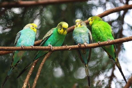 4 Day Tambopata Jungle Tour with Local Guide