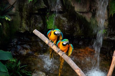 Tambopata Amazon Reserved Zone Exclusive Experience (6 Days)