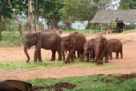 Full Day Tour to Udawalawe Safari and Ella
