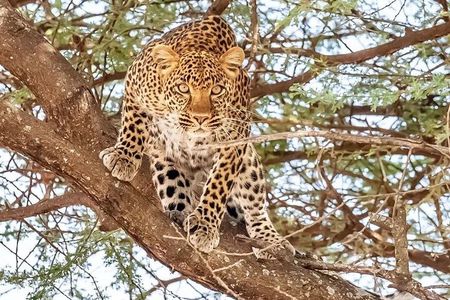 9 Days 8 Nights Walking Safari