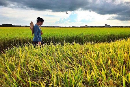 Back to Nature : Sekinchan Paddy Field, Fishing Village & Fireflies Tour
