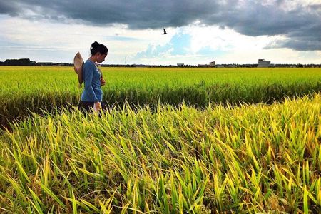 Sekinchan Paddy Field, Fishing Village & Kuala Selangor Fireflies Tour