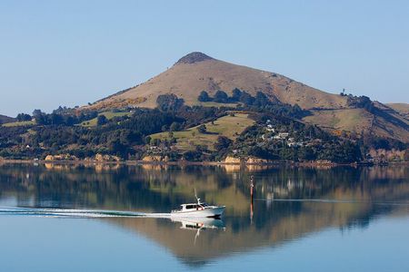 Otago Harbour Wildlife Cruise (Dunedin Shore Excursion)