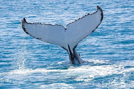 Royal Humpback Whale Exploration