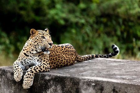 Golden Triangle Tour with Leopard Safari (Taj Mahal at Sunrise)