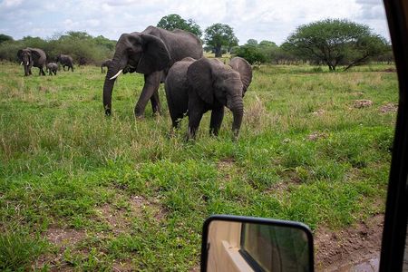 Tarangire Joint Tour(Free Accommodation before safari)