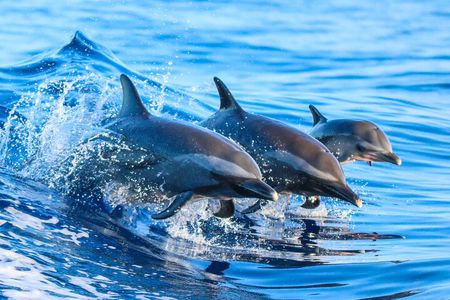 Dolphin Watching & Snorkelling Half Day Guided Tour Costa Rica