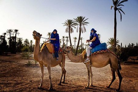 1 Hour Camel Ride Tour In Marrakech Palm Grove