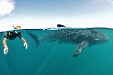 Whale Shark Snorkeling Experience