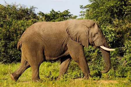 1-Day Akagera National Park Safari Experience