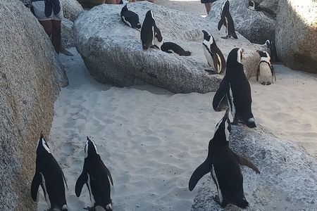 Small Group tour to Cape of Good Hope and Boulders Beach Penguin 