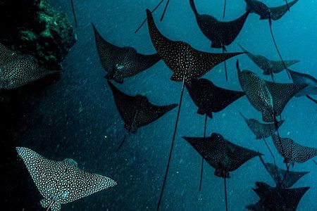 Ariki Adventures: Premium Sea Scooter Turtle Adventure