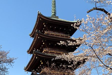 Private Tokyo Cherry Blossom Tour – Custom Sakura Viewing Spots 