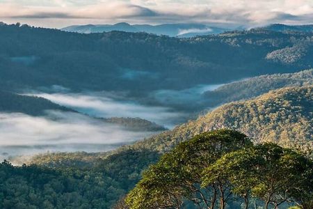 Hop on Hop Off Bus - Tamborine Mountain from Gold Coast