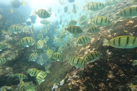 Snorkel Privately in Cabo San Lucas 