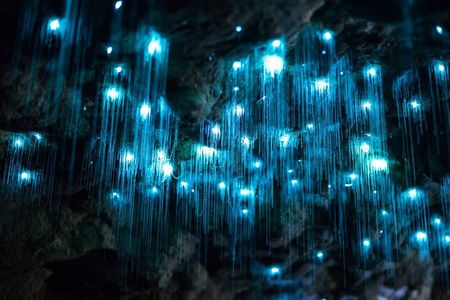 Brisbane: Daytime Scenic Rim Glow Worm Tour + Hop on Hop off Bus 