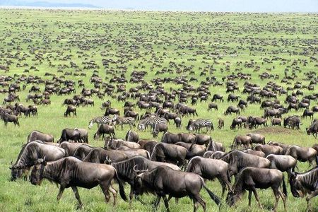  Wildebeest Migration in Masai Mara and Sightseeing 4 Days Tour