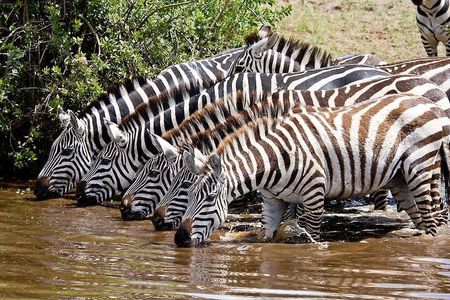 Big five & Birds Paradise 4 Day Masai Mara -Lake Naivasha