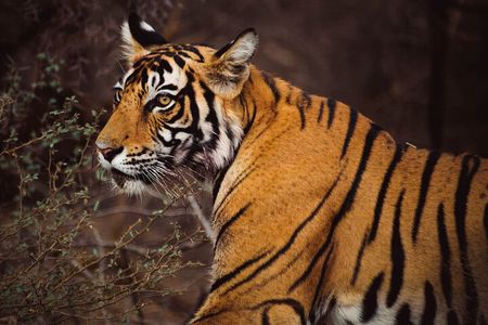 6 Days Golden Triangle Tour with Ranthambore Delhi Agra Jaipur