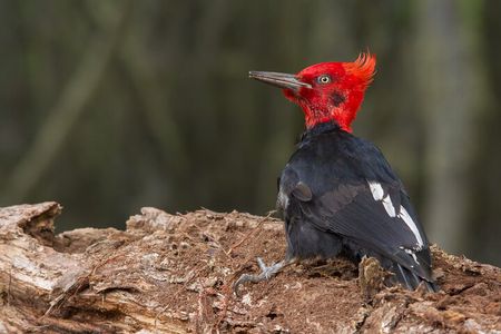 Birding Ushuaia - Tierra del Fuego National Park
