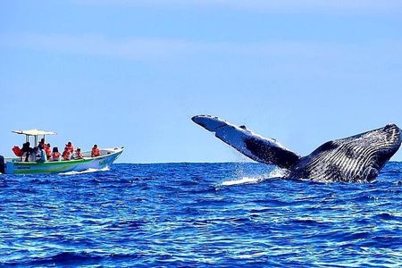 Whale Watching Experience