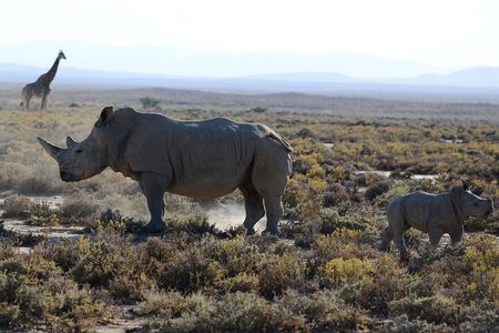 Arusha: 5 days Safari Trip Tarangire, Lake Manyara and Ngorongoro