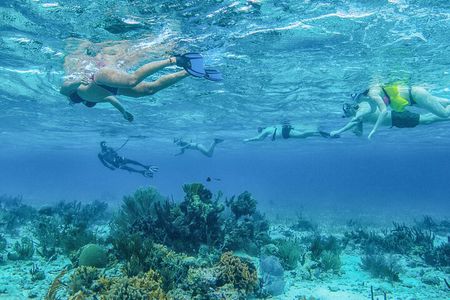 Half Day Snorkel to Laughing Bird Caye