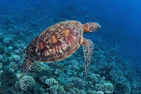 New best of Tahiti 
